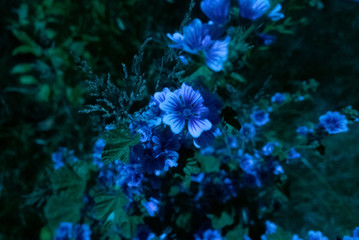 Fototapeta na wymiar 夜の花