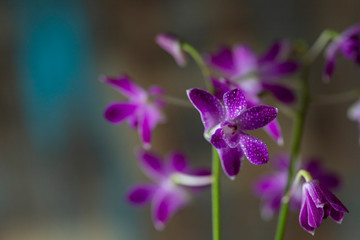 Dendrobium orchid. Flowering plant. Purple orchid beauty natural beauty.