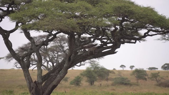 Cheetah Sleeping in African Savannah on Branch of Kigelia Tree, Wide Shot. Wild Animal in Natural Habitat