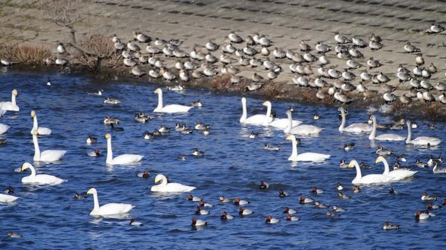 強風の日のオオハクチョウたち。うなずいたりしながら、風に向かう。家族も一丸となって。野鳥イメージ素材。4K