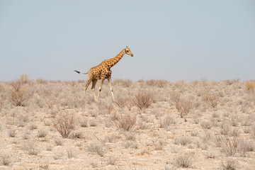 Fototapeta na wymiar walking giraffe in desert
