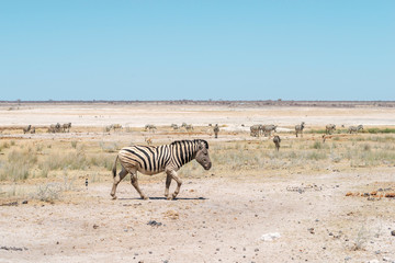 Fototapeta na wymiar zebras of Etosha pan