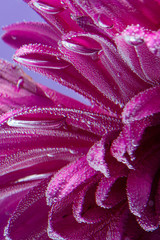 Purple chrysanthemum flower underwater, with space, headband or postcard. Congratulation on a women's holiday on March 8, or Mother's Day or Valentine's Day on February 14. Vertical frame, close-up