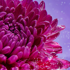 Purple chrysanthemum flower underwater, with space, headband or postcard. Congratulation on a women's holiday on March 8, or Mother's Day or Valentine's Day on February 14. Square frame, close-up