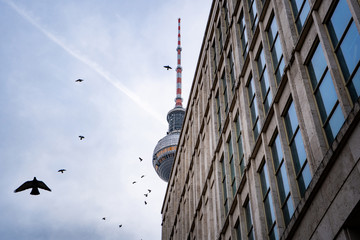 birds flying in front of tv tower in berlin © DEN