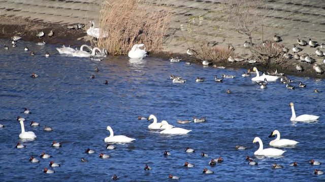 かなりの強風です。皆、風に煽られながら、前傾姿勢。水辺の一家は、元気に餌をついばんでいます。オオハクチョウ