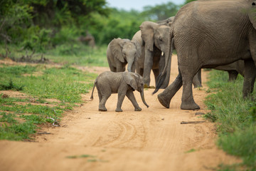 Fototapeta premium A breeding herd of elephant with calves playing around on the verge of a game drive road as well las dust bathing