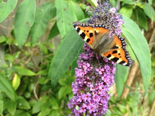 Red Admiral Butterfly
