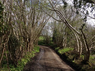 Path through the trees