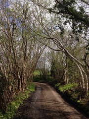 Archway of trees
