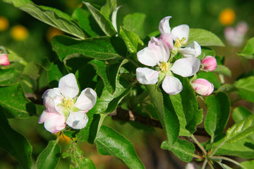 Apple garden