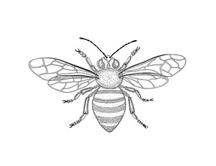 Black and white honey bee with spread wings in vintage style. Vector graphic illustration. Symbol of fertility.