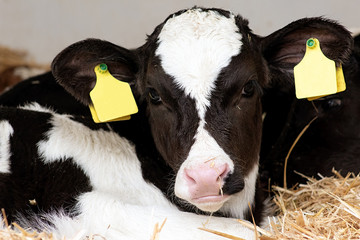 Closeup portrait of black and white holstein cattle, cute calf lies in the straw and looks at the camera