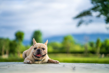 Fototapeta premium Cute french bulldog relaxing in garden during the morning walk.