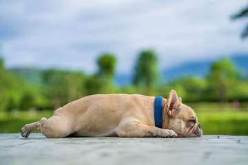 Cute french bulldog relaxing in garden during the morning walk.
