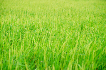 Green rice plants in the fields of farmers