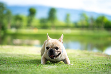 Fototapeta premium Cute french bulldog relaxing in garden during the morning walk.