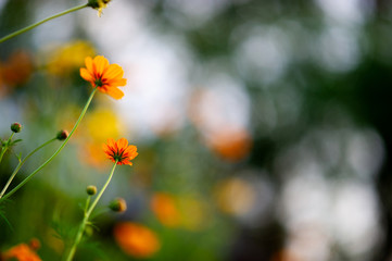 Yellow flowers in a beautiful flower garden, close-up with bokeh