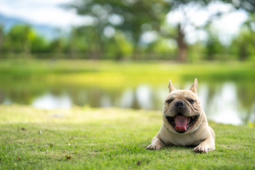 Cute french bulldog relaxing in garden during the morning walk.