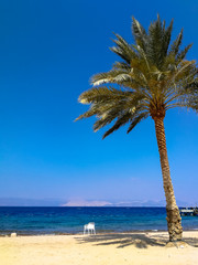 Red sea beach. Chair under a palm tree. Having a vacation in Jordan. Five-star resort and spa.