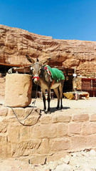Grey donkey standing and having a rest under the midday sun. Bedouins and their animals. Animal transport in Petra reserve. 