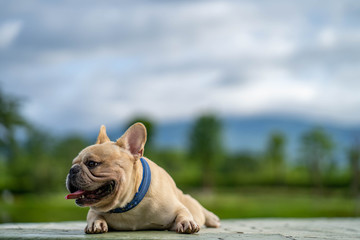 Fototapeta premium Cute french bulldog relaxing in garden during the morning walk.
