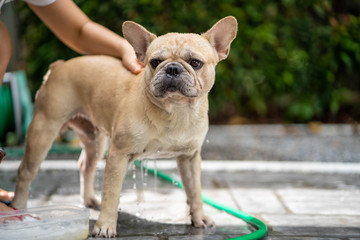Cute french bulldog take a shower outdoor.