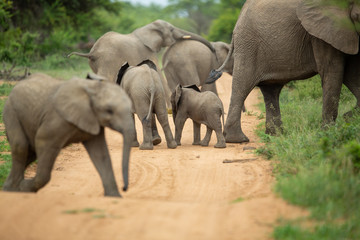 Fototapeta premium A breeding herd of elephant with calves playing around on the verge of a game drive road as well las dust bathing
