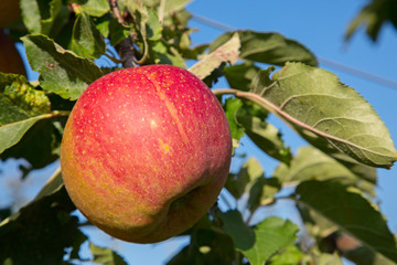 Apple garden