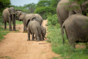 A breeding herd of elephant with calves playing around on the verge of a game drive road as well las dust bathing