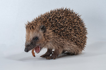 Kleiner untergewichtiger Europäischer Braunbrustigel bei Winterfütterung, hilfsbedürftiger zu leichter Jungigel frisst Larve eines Mehlwurmes, Tier des Jahres 2024, Säugetier des Jahres 2024