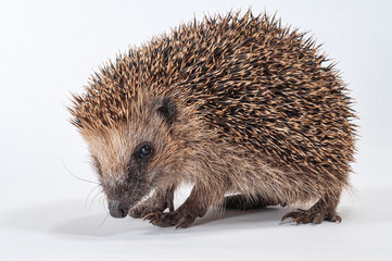 Der Igel ist das Tier des Jahres 2024, Hilfebedürftiger kleiner Jungigel Erinaceus europaeus Portrait, verängstigter junger Igel, untergewichtiger kleiner Igel, bedrohtes Säugetier