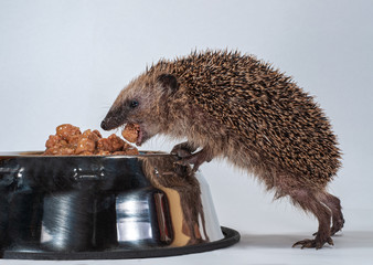 Tier des Jahres 2024, Fütterung eines untergewichtigen europäischen Igels, Erinaceus europaeus, Braunbrustigel frisst Hundefutter aus Futternapf, Winterfütterung eines zu kleinen Igels mit Igelfutter