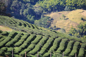 mae salong green tea garden 