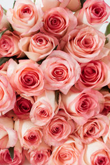 Obraz na płótnie Canvas Closeup of pink roses flowers buds pattern.