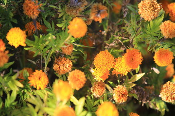 orange daisy garden in thailand village