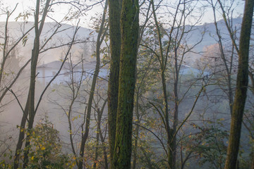 Fototapeta premium trees at dawn in the fog