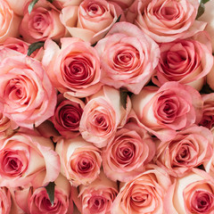 Fototapeta premium Pink roses flowers buds pattern. Floral texture background.