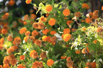 orange daisy garden in thailand village