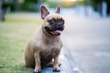 Cute french bulldog sitting at street waiting for owner.