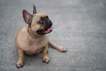 Cute french bulldog sitting at street waiting for owner.
