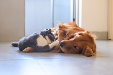 British shorthair and golden retriever playing