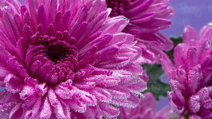Beautiful purple flower, chrysanthemum under water. Background and screen saver. Background...