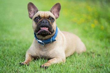 Cute french bulldog lying on grass outdoor in park.