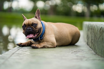 Lovely french bulldog sitting along the pond outdoor.