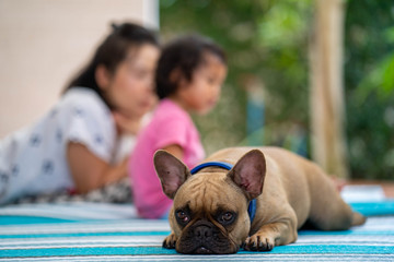 Cute lookin french bulldog lying with her owner indoor