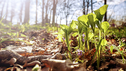 Spring violet forest flowers illuminated by gentle sunlight. Beautiful spring landscape. Nature floral background.