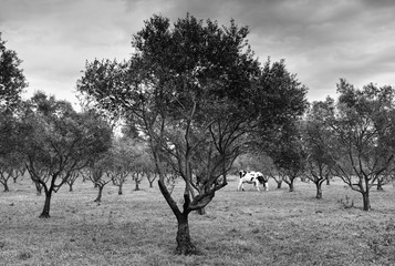 Olive trees and cows in the Porquerolles island