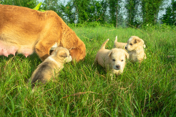 pups and theirs mothers on the grass