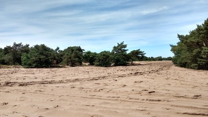 Fototapeta na wymiar Dunes in Brabant